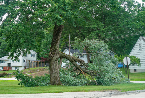 Best Tree Maintenance Programs  in Lago Vista, TX